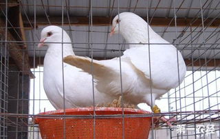 怎么區分肉鴿公母呢 肉鴿性別鑒定技術