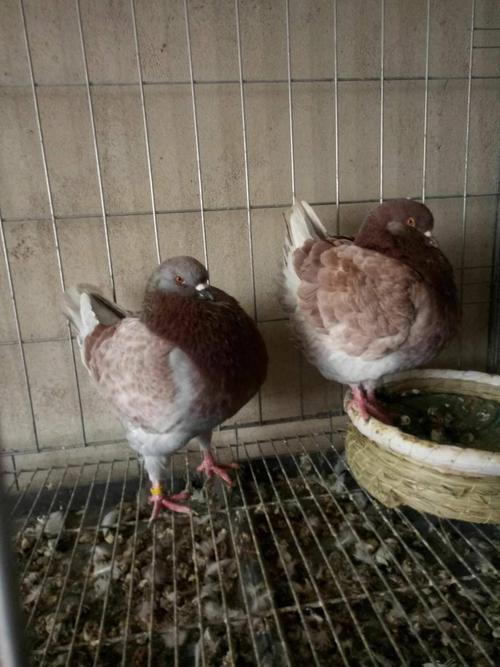 肉鴿養殖技術肉鴿種鴿價格