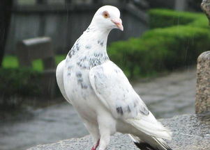 鴿子認識主人要多久