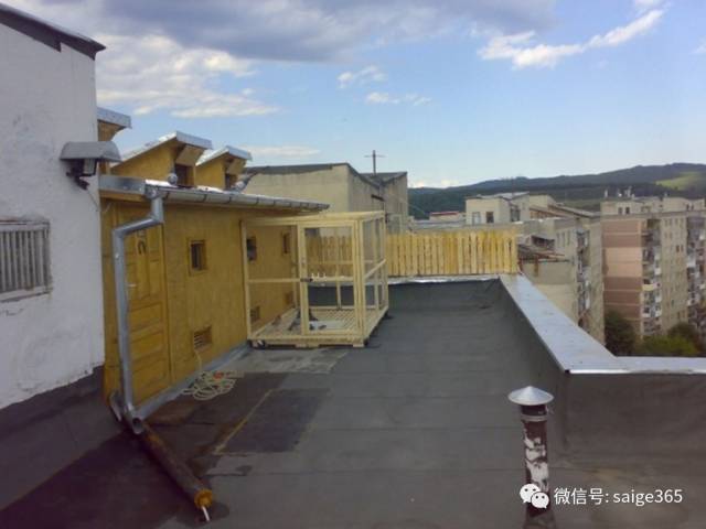 【鴿賞圖】家庭樓頂建造鴿舍及飼養鴿子的實例!