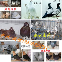 肉鴿養殖場報價 廠家