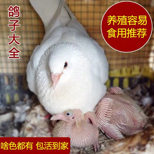 鴿子養殖肉鴿配對鳥籠籠子大型大號繁殖信鴿鳥