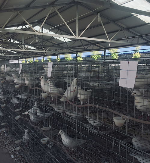 徐州大棚肉鴿飼養報價在線咨詢,天明種鴿品質保障