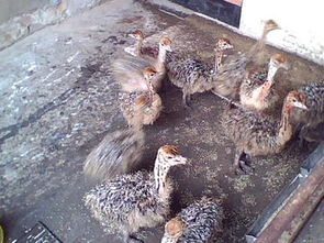 鴕鳥價(jià)格 鴕鳥養(yǎng)殖圖片 高清圖 細(xì)節(jié)圖 山東鼎誠(chéng)肉牛養(yǎng)殖場(chǎng) 