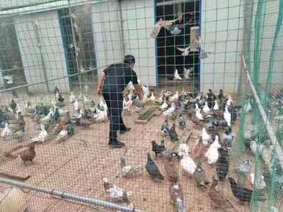 調(diào)兵山市曉明鎮(zhèn)娘娘廟村民養(yǎng)殖肉鴿走上致富路