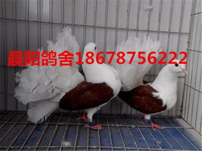 韓城觀賞鴿養(yǎng)殖肉鴿價(jià)格