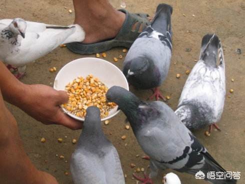 肉鴿種那里有賣的?