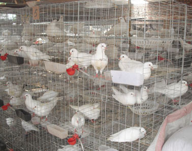 新疆肉鴿養殖場_養殖_云商網產品信息