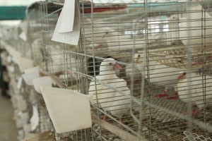 肉鴿養殖銷路怎么樣?