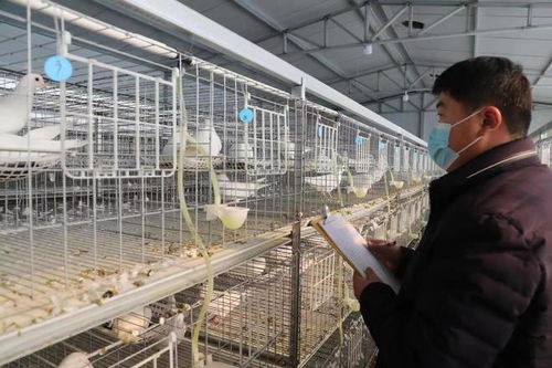 鄉村振興有辦法 肉鴿養殖添 動力 濱北街道 銀鴿鴿 孵出 金蛋蛋