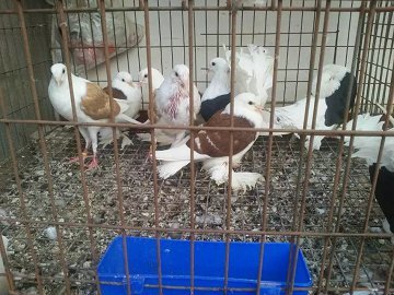 購買肉鴿,肉鴿養殖存在問題和發展對策_【特種養殖動物】