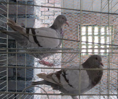 肉鴿養殖成本分析 專欄