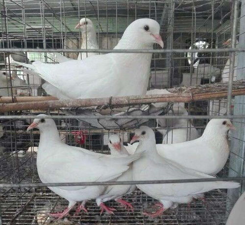 西盟熬湯乳鴿哪里有養殖的