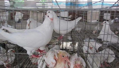肉鴿養(yǎng)殖價值可觀,養(yǎng)殖關(guān)鍵是什么