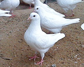 廠家銷售一批肉鴿物美價廉 春節(jié)期間價格優(yōu)惠