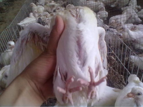 人工肉鴿 ,石家莊深澤肉鴿養(yǎng)殖場