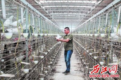 鴿子工廠