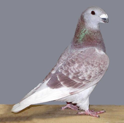 肉鴿 人類為食用而飼養的家鴿 columba livia domestica 總稱 百科資料 新農商網
