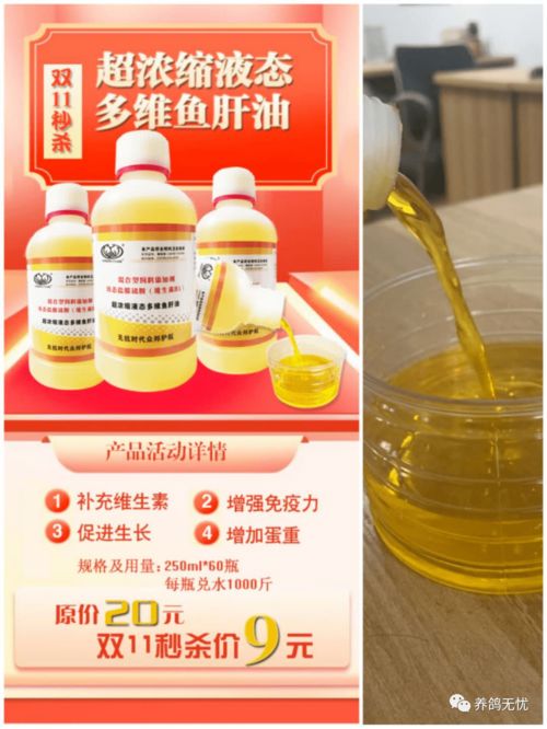 8 9月肉鴿行情分析 養鴿人的路還很長