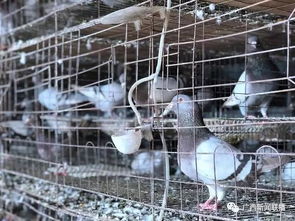 消費扶貧 助力脫貧攻堅