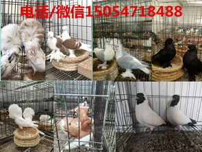 三門峽白羽王種鴿一對多少錢