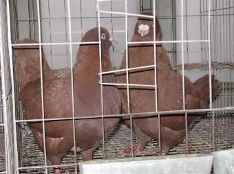 開遠市肉鴿養殖場肉鴿一年孵幾窩_志趣網