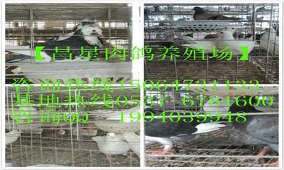 浙江溫州市哪里有賣肉鴿、種鴿的?【肉鴿養殖協會】-供應-禽苗-2013年6月17日最新供求信息-供應/求購-中國禽病網