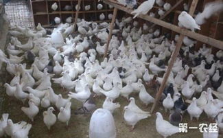 乳鴿養殖怎么管理 肉鴿自然育雛的飼養管理要點