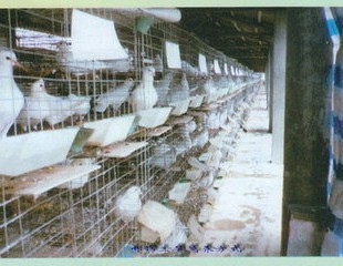 中衛市肉鴿觀賞鴿養殖、種鴿銷售