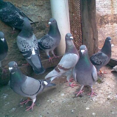 肉鴿怎樣養殖最好,飼料控制是關鍵,這六個要點要掌握