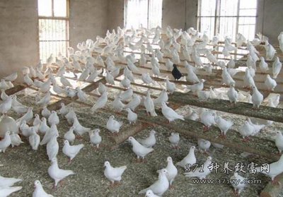 養鴿子賺錢嗎?肉鴿養殖投資成本及利潤
