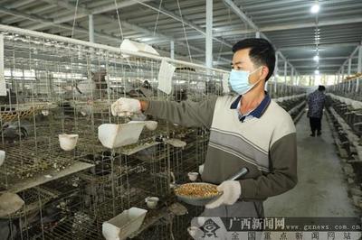 良慶區:脫貧不斷檔!讓農資進得來 產品賣得出