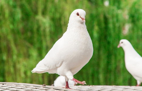 天津曙光水鎮小動物多嗎