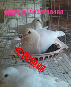 供應(yīng)肉鴿種鴿批發(fā)價(jià)格鴿籠價(jià)格
