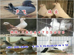 青山區(qū)肉鴿養(yǎng)殖青山區(qū)肉鴿子價(jià)格