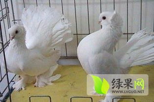 白羽王鴿特種養(yǎng)殖簡(jiǎn)介 綠果特種養(yǎng)殖品種