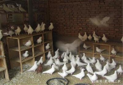 養(yǎng)殖經(jīng)驗(yàn):養(yǎng)殖肉鴿有哪些技巧,肉鴿子的效益如何