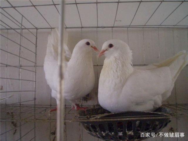 滋補珍品,大眾美食,肉鴿的養殖技術