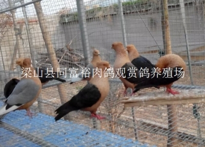 紅色大鼻子鴿濰坊有沒有養殖基地