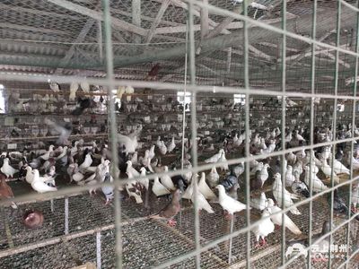 殘疾小伙兒養肉鴿 銷路不暢心著急 身殘志不殘 誰來幫幫他?