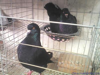 供應落地王 元寶 白羽王是國內最多的肉鴿品種圖片,供應落地王 元寶 白羽王是國內最多的肉鴿品種圖片大全,嘉祥縣滕鑫養殖場-