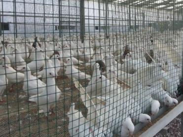 2019農村養殖業“黑馬”--肉鴿養殖?農民的福音?不看虧大了