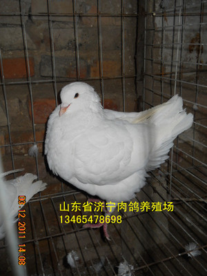 肉鴿種鴿-肉鴿品種最全-良種肉鴿場13465478698