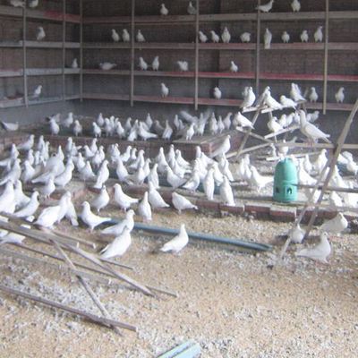 【糧食基地春耕】_糧食基地春耕地址_糧食基地春耕電話_必途網(wǎng)