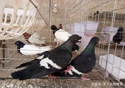 農(nóng)村養(yǎng)殖:肉鴿好養(yǎng)活?新手要注意什么,鴿舍建設(shè)應(yīng)注意哪些問題