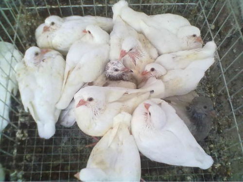 人工孵化肉鴿 ,石家莊深澤肉鴿養(yǎng)殖場