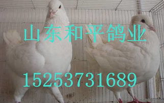 肉鴿養(yǎng)殖前景分析價格 肉鴿養(yǎng)殖前景分析廠家批發(fā) 