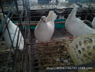 斗山發電機組_肉鴿網 產品_萬行網