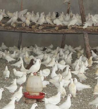 新版肉鴿適合用燒烤肉鴿養殖場_志趣網