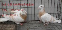 湖北肉鴿養(yǎng)殖基地產品的資料 - 山東機電網